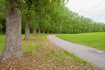 Image showing rural avenue