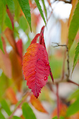 Image showing Autumn leaf