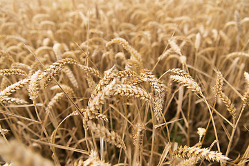 Image showing field of ripening wheat ears or rye spikes