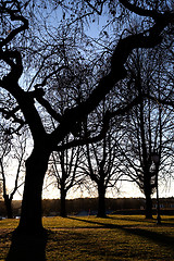 Image showing Gnarled Tree Abstract