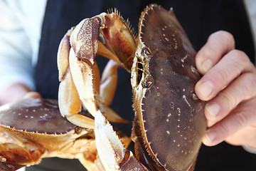 Image showing Dungeness crabs