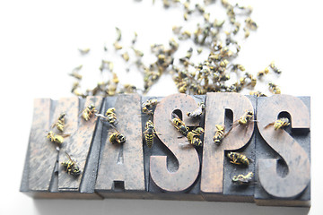 Image showing wasps word with dead and dying yellow jackets