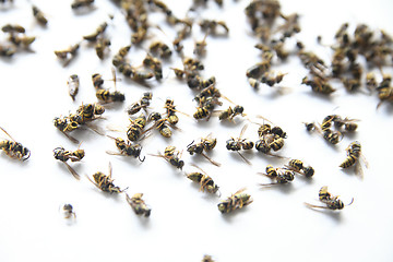 Image showing dead yellow jacket wasps	