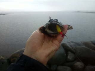 Image showing sea fishing the Arctic circle