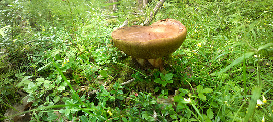 Image showing panorama of  huge forest mushroom