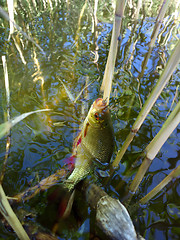 Image showing summer lake fishing Rudd fish