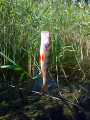 Image showing perch fishing river freshwater fish