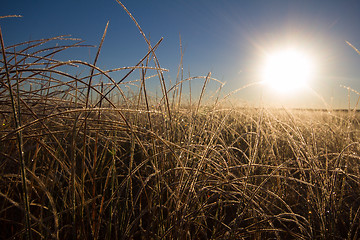 Image showing frosty morning on the high marsh