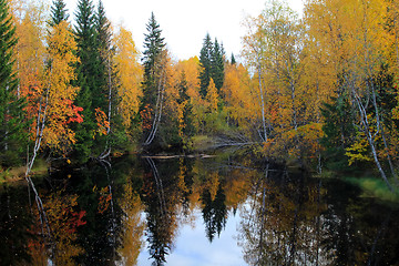 Image showing yellow leaves on the salmon river