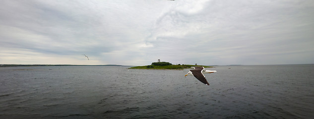 Image showing hite sea with the island and flying Seagull  panoramic