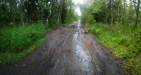 Image showing Cycling Northern summer off-road panoramic