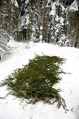 Image showing Spruce Branch Tent Base