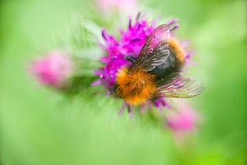 Image showing summer Bumble bee insect flower macro