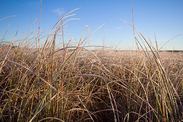 Image showing frosty morning on the high marsh