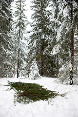 Image showing Spruce Branch Tent Base