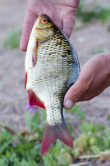 Image showing summer lake fishing Rudd fish