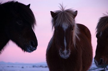 Image showing Ponys at Valley Haukadalur, Iceland