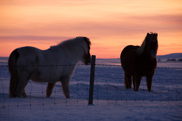 Image showing Ponys at Valley Haukadalur, Iceland