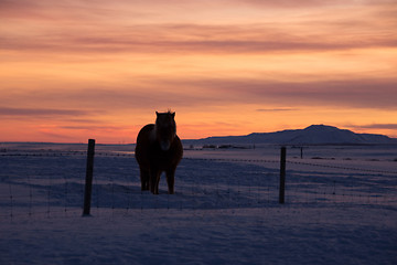 Image showing Ponys at Valley Haukadalur, Iceland