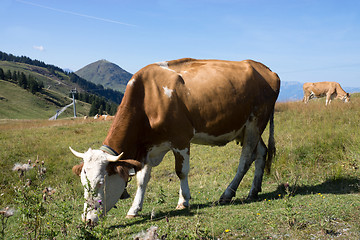 Image showing Wilder Kaiser, Tyrol, Austria