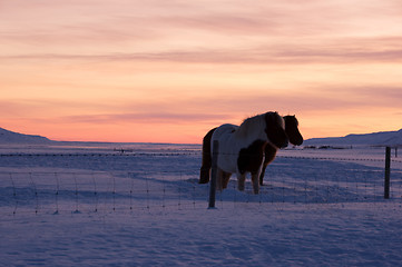 Image showing Ponys at Valley Haukadalur, Iceland