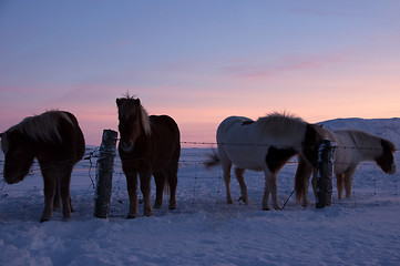 Image showing Ponys at Valley Haukadalur, Iceland