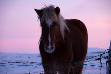 Image showing Ponys at Valley Haukadalur, Iceland