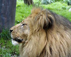 Image showing Lion