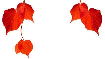 Image showing Red tilia leaves isolated on white background