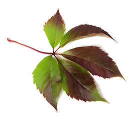 Image showing Autumnal multicolor grapes leaf (Parthenocissus quinquefolia fol