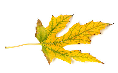 Image showing Autumn leaf on white background