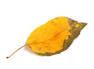 Image showing Autumn leaf on white background