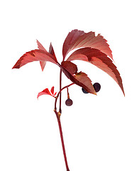 Image showing Twig of autumn grapes leaves with berry