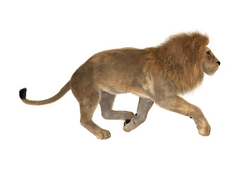 Image showing Male Lion