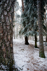 Image showing Winter Forest