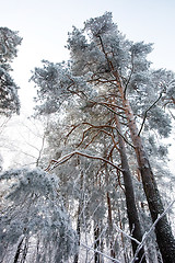 Image showing Winter Forest