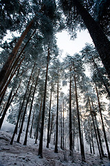 Image showing Winter Forest