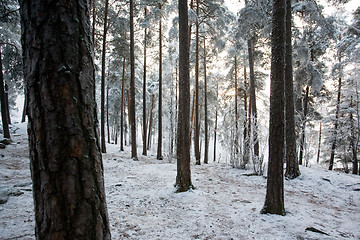 Image showing Winter Frost