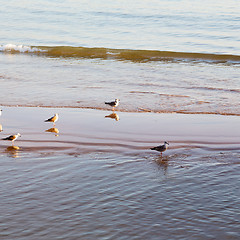 Image showing abstract in morocco  sea africa ocean wave and  bird