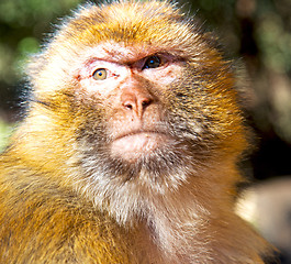 Image showing old monkey in africa morocco and natural background fauna close 