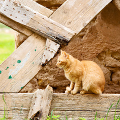 Image showing feline in morocco africa and sweet face