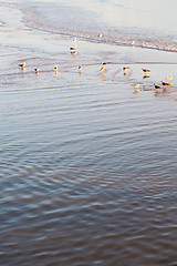 Image showing abstract in   sea africa n wave     and  bird