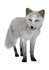 Image showing Arctic Fox