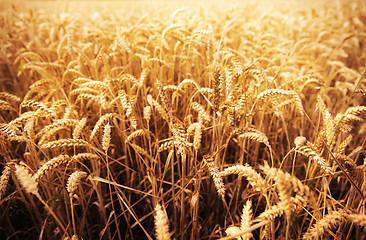 Image showing field of ripening wheat ears or rye spikes