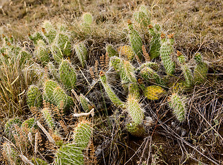 Image showing Prairie Cactus Background