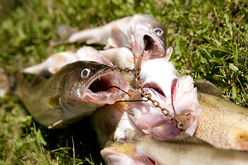 Image showing Fresh Fish