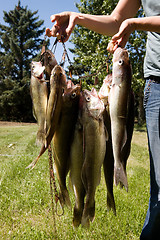 Image showing Fresh Catch