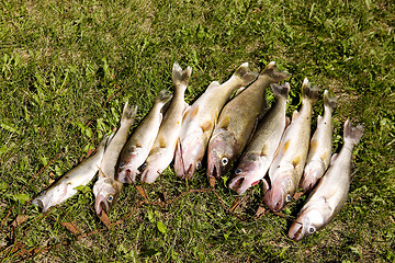 Image showing Fresh Fish