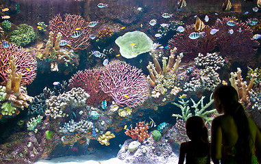 Image showing Aquarium