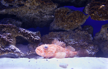 Image showing Grouper in aquarium